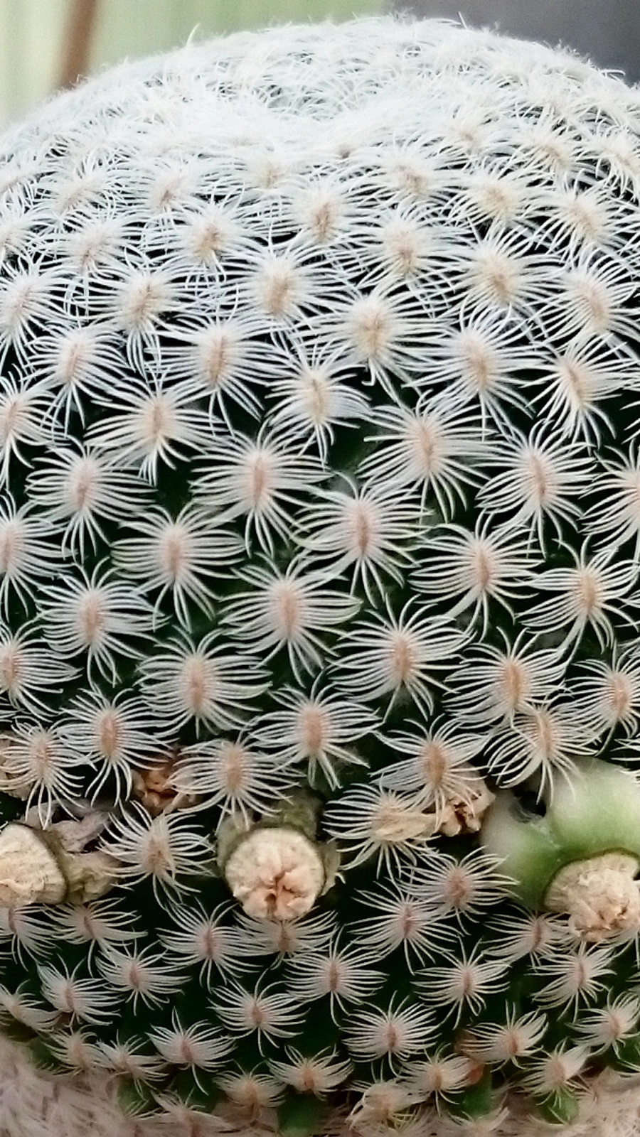 Mammillaria solisioides