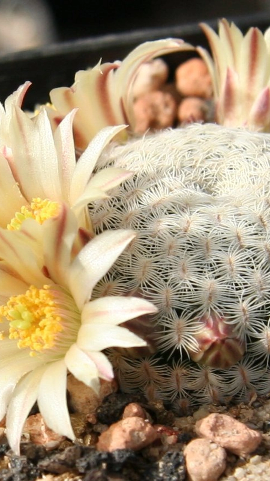 Mammillaria solisioides