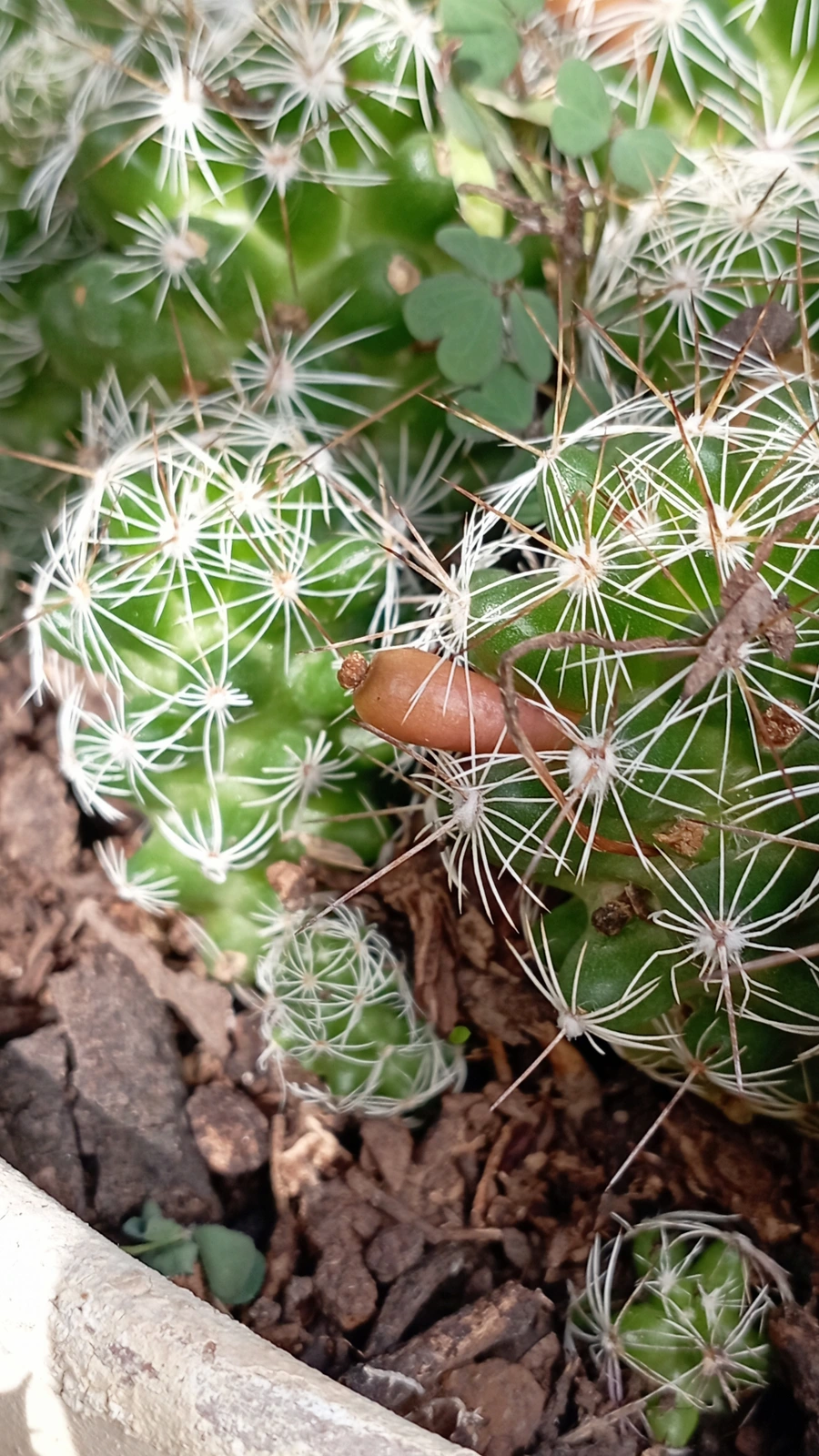 Mammillaria vetula