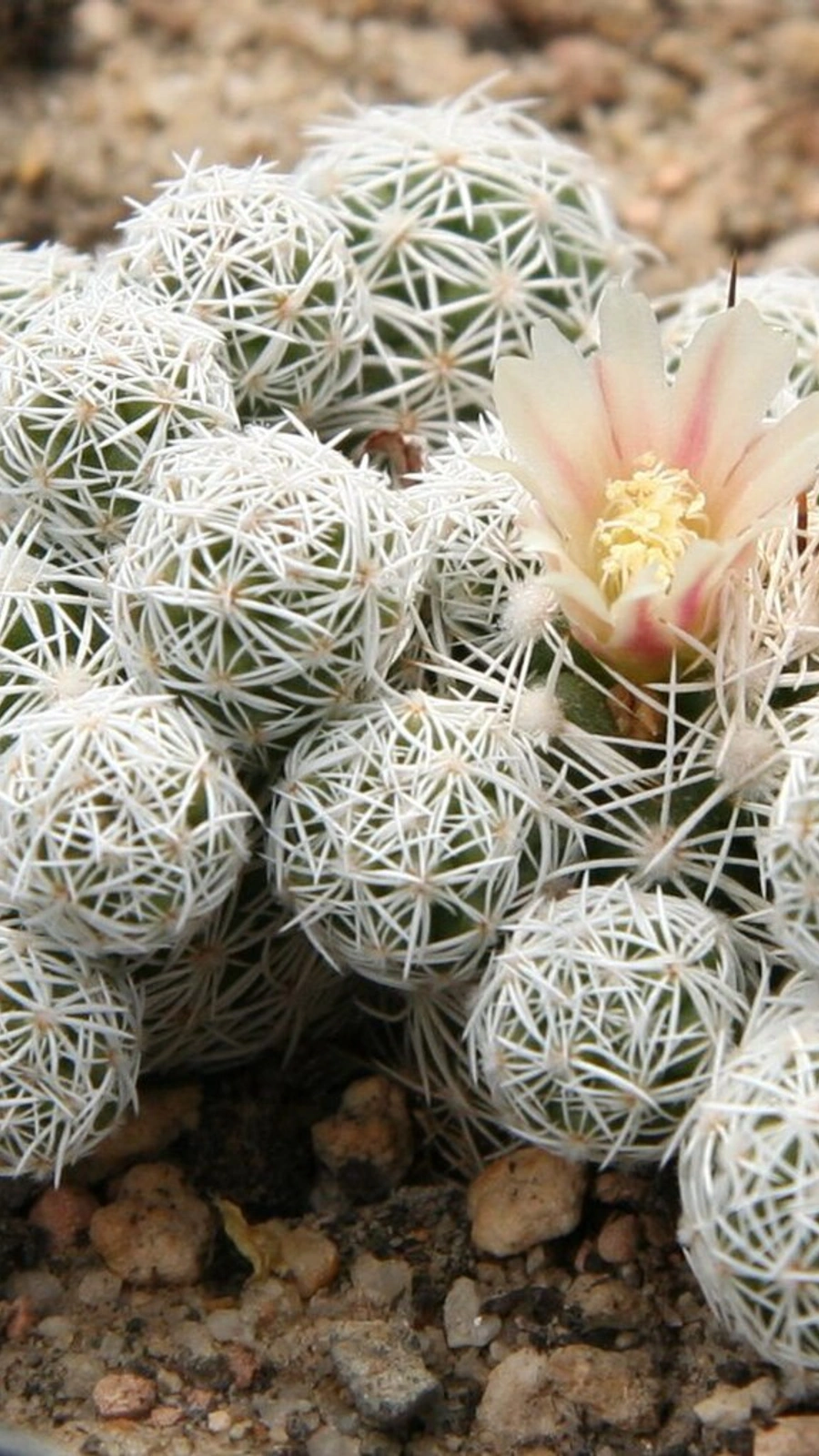 Mammillaria vetula