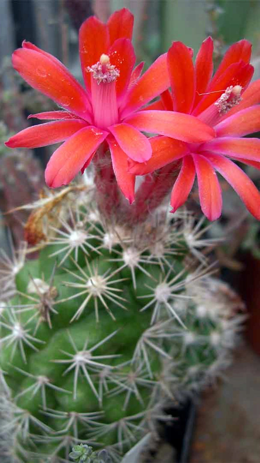 Matucana tuberculata