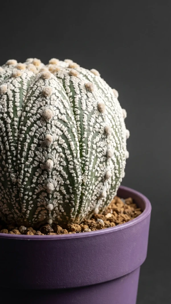 Astrophytum coahuilense görseli - 4