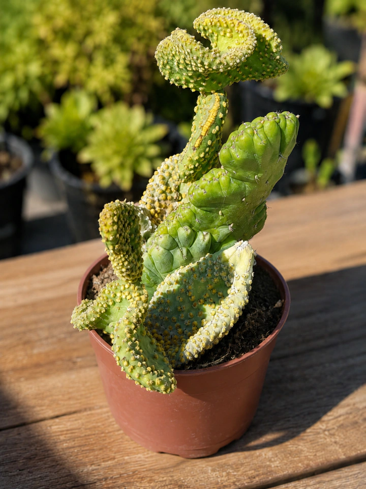 Austrocylindropuntia subulata Monstrosa ürün görseli