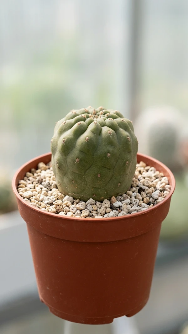 cumulopuntia-subterranea
