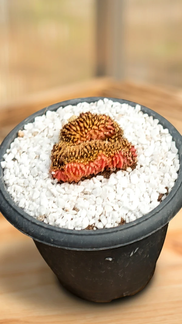mammillaria-elongata