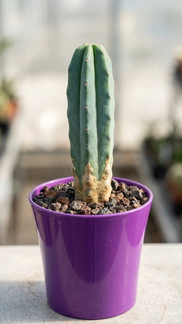 myrtillocactus-geometrizans