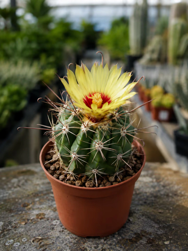 Thelocactus setispinus sarı çiçekli temsili AI ürün görseli