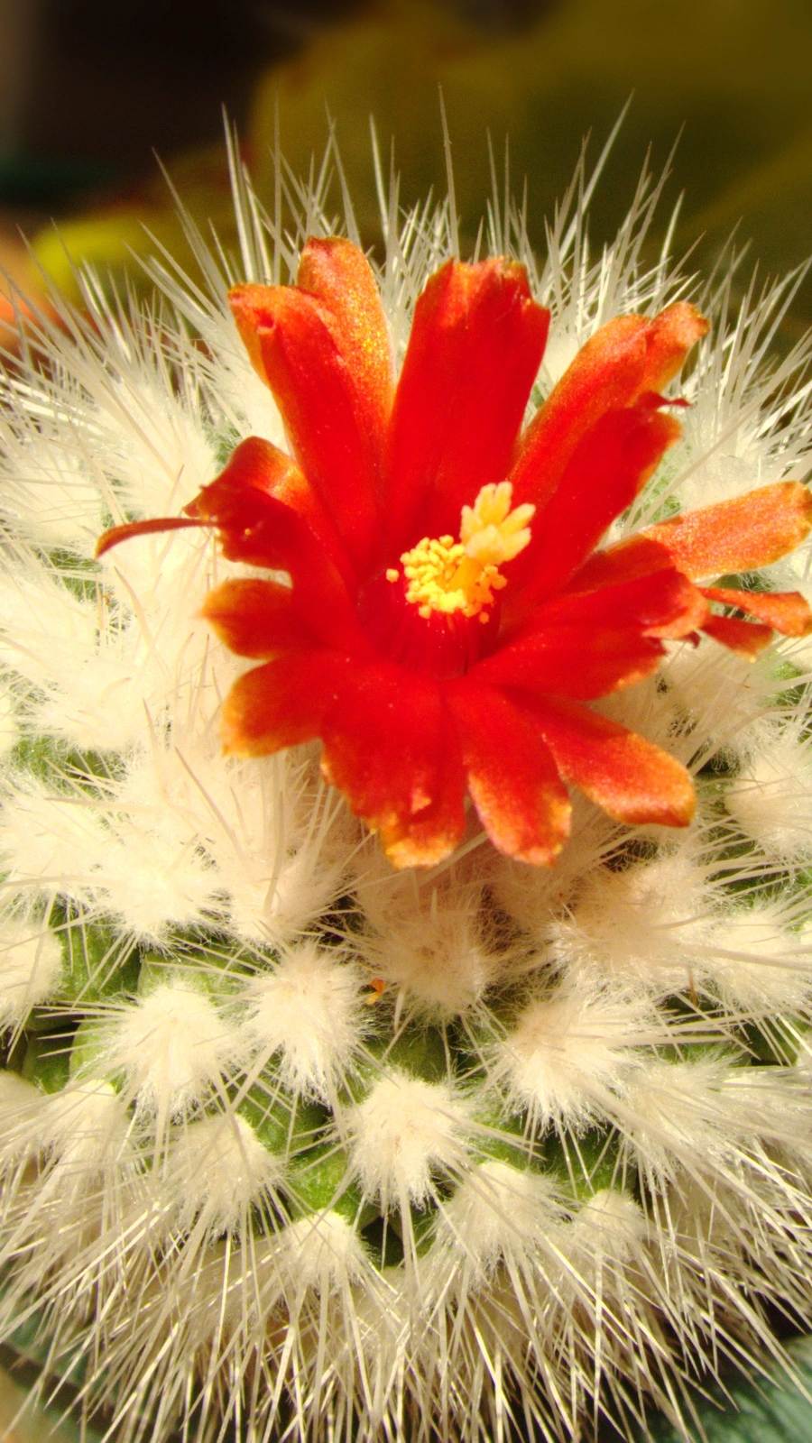 Notocactus nivosus
