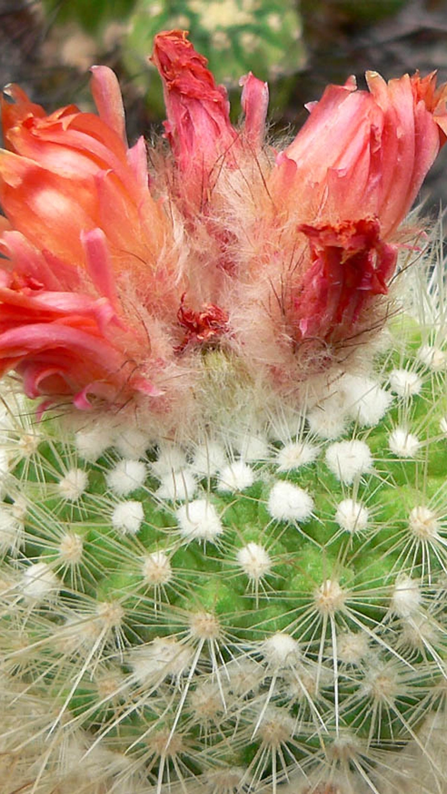 Notocactus nivosus