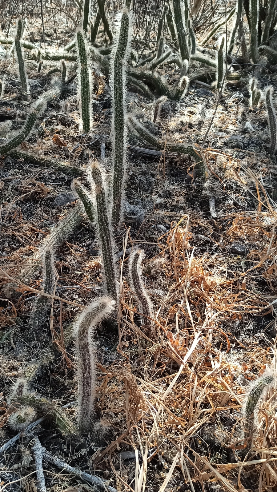 Nyctocereus serpentinus
