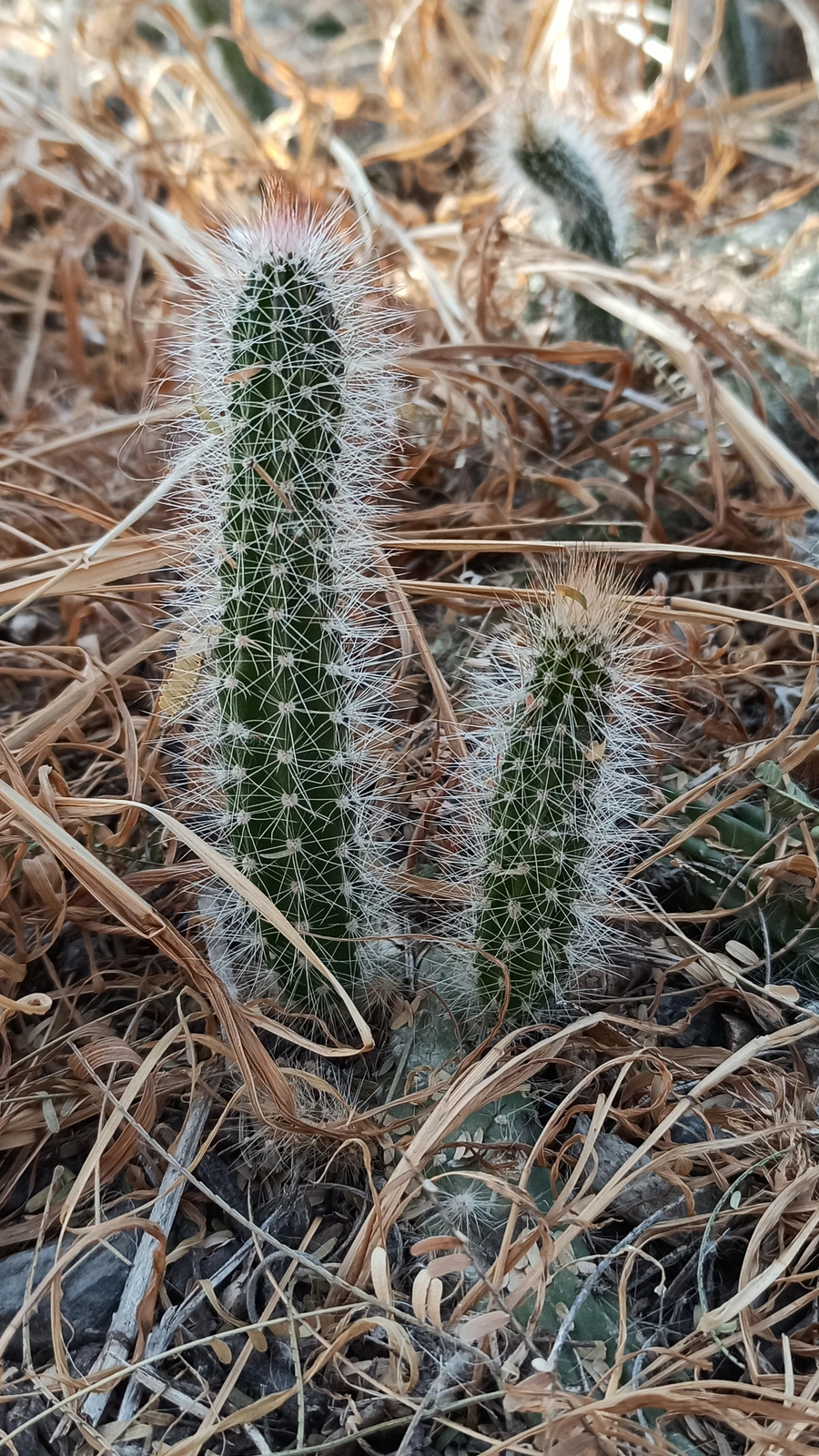 Nyctocereus serpentinus