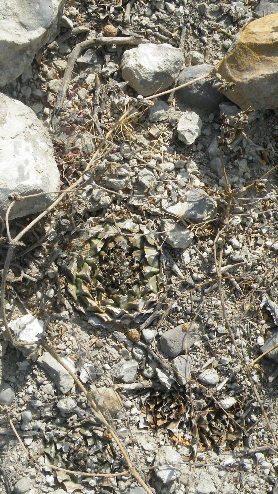 Obregonia denegrii