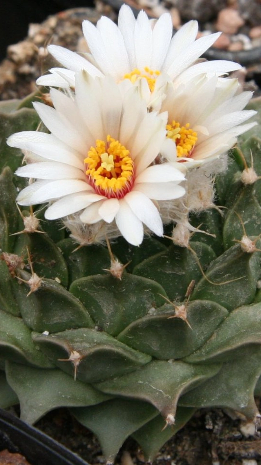 Obregonia denegrii