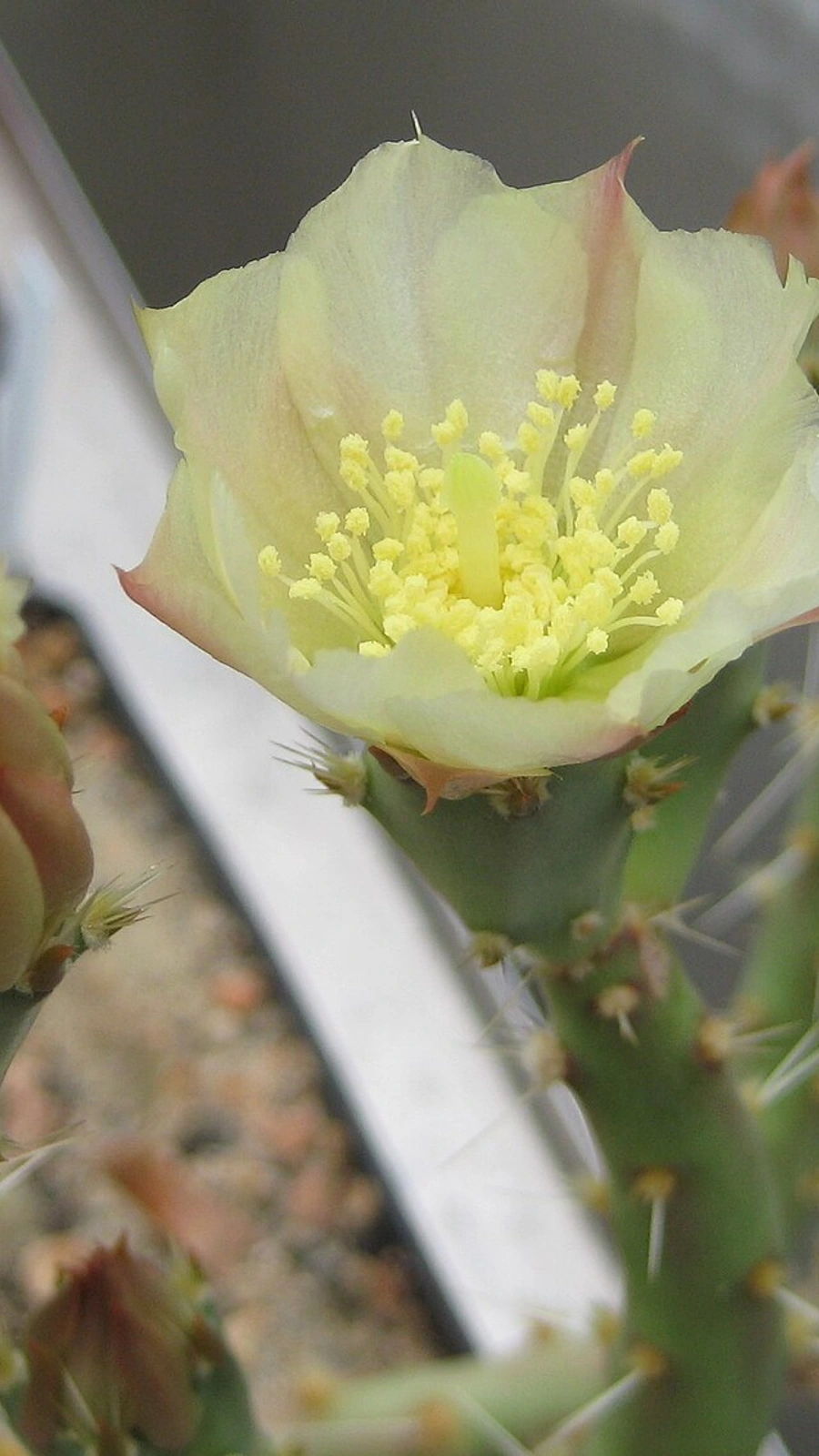 Opuntia chaffeyi