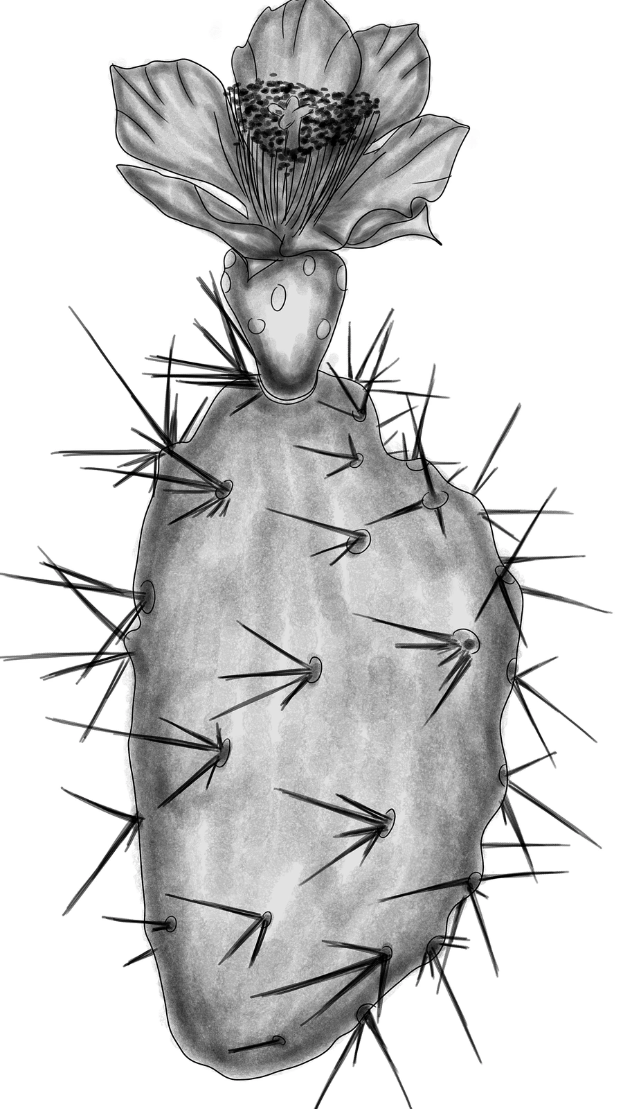 Opuntia elata