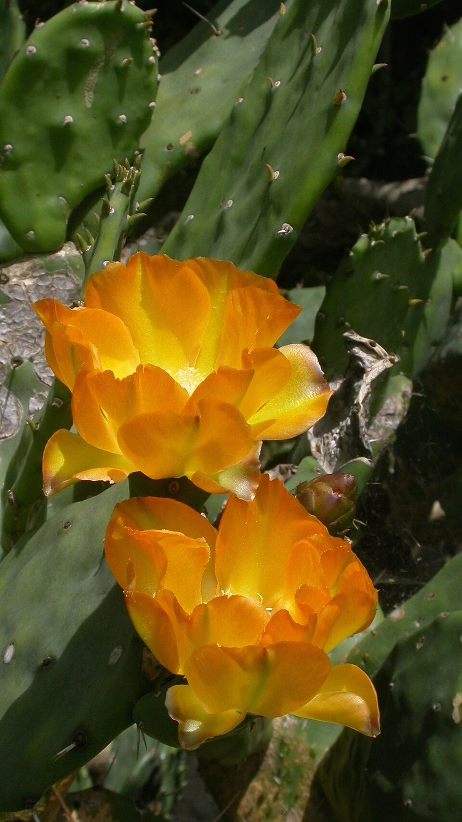 Opuntia elata