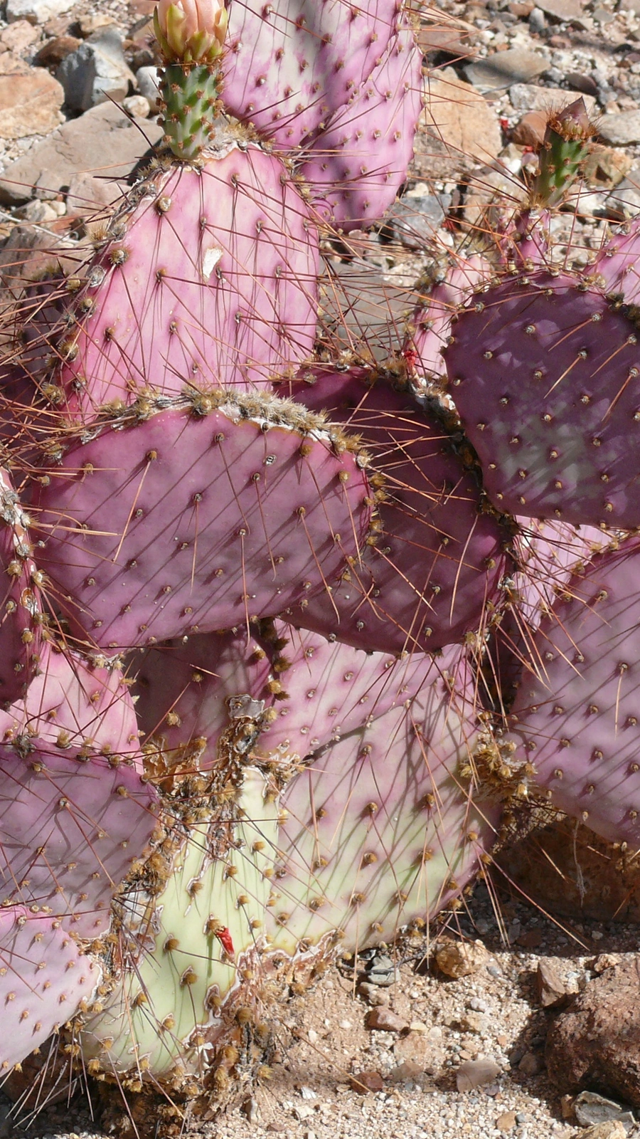 Opuntia gosseliniana